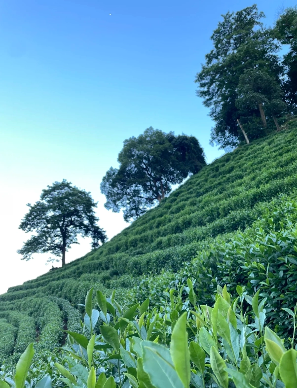 Hangzhou attractions Hangzhou attractions