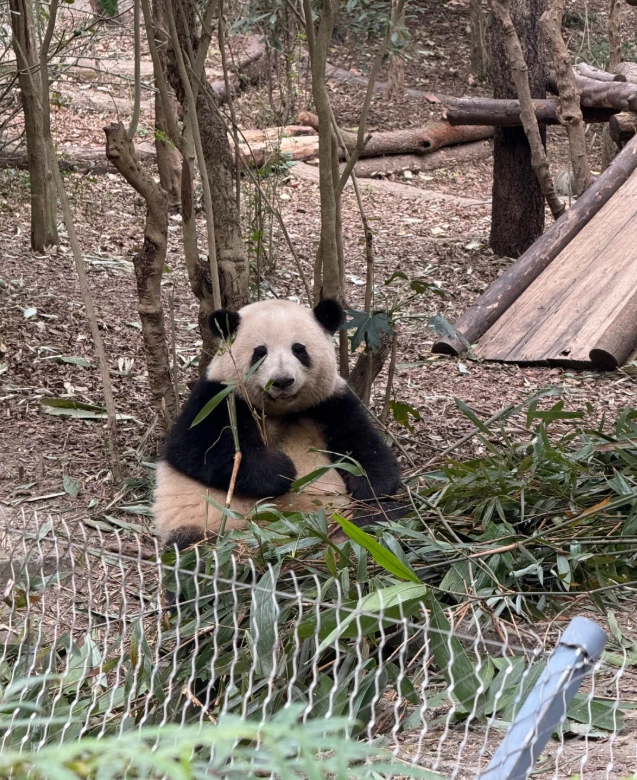 book Chengdu pandas book Chengdu pandas