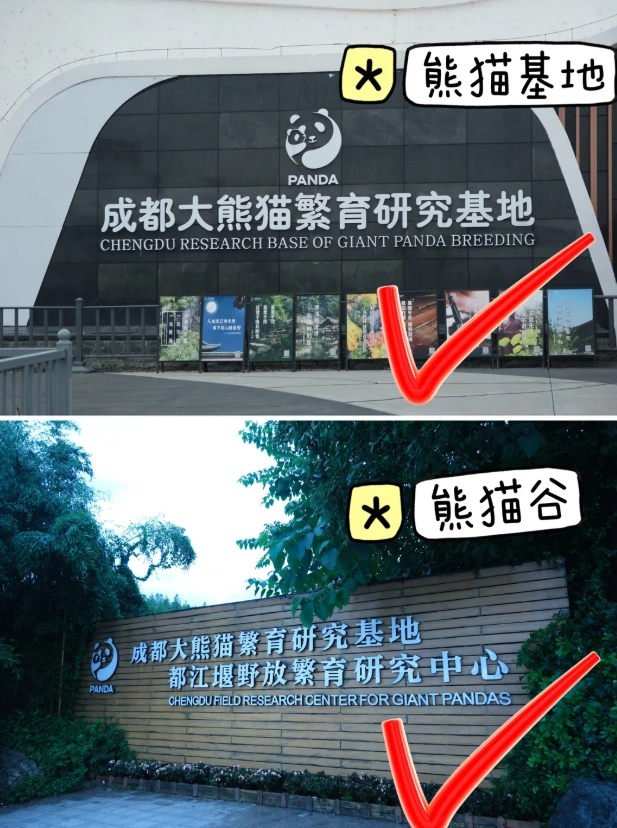 Chengdu Panda Base vs Dujiangyan Panda Valley: Which One Should You Visit?