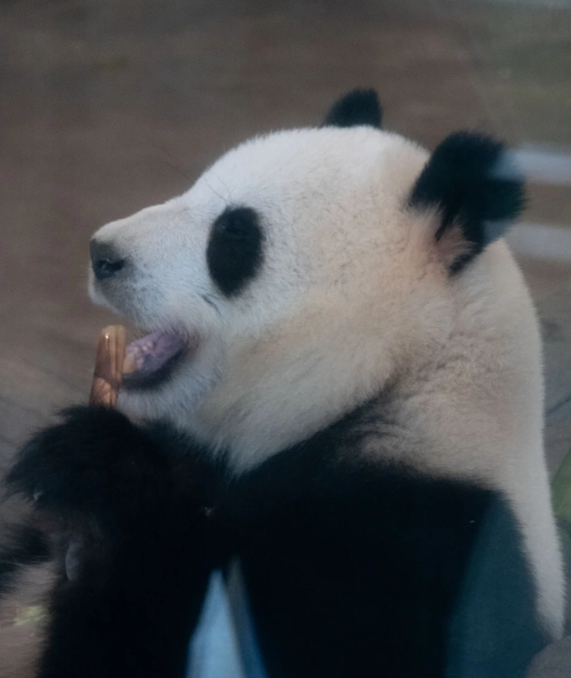Chengdu panda base tickets Chengdu panda base tickets