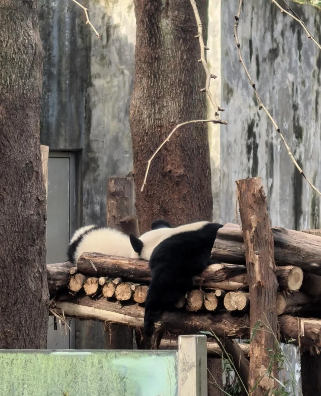 Chengdu panda tour Chengdu panda tour