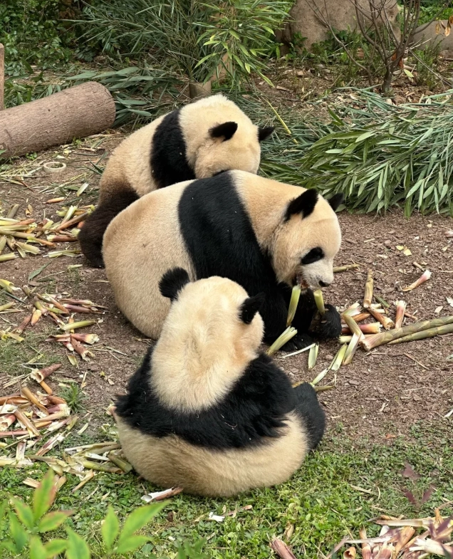 Giant Panda Breeding Research Base Giant Panda Breeding Research Base