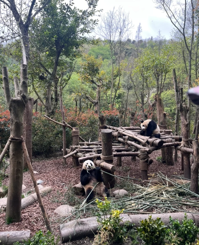 Chengdu Panda Base Chengdu Panda Base