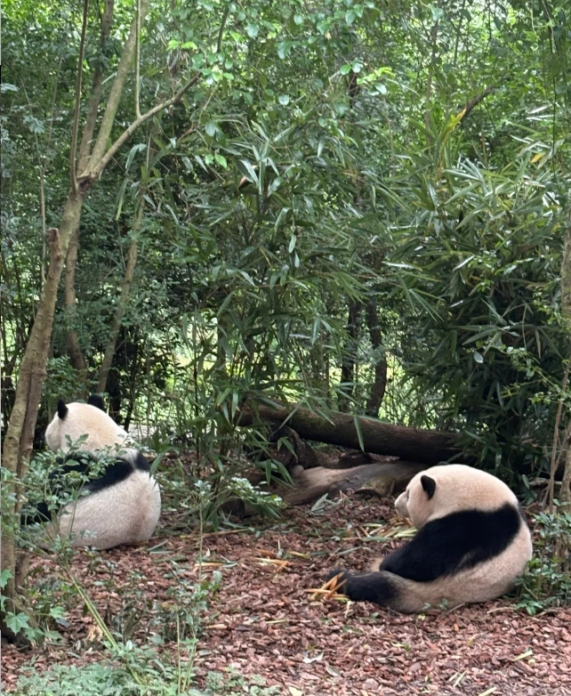 Dujiangyan Panda Valley Dujiangyan Panda Valley