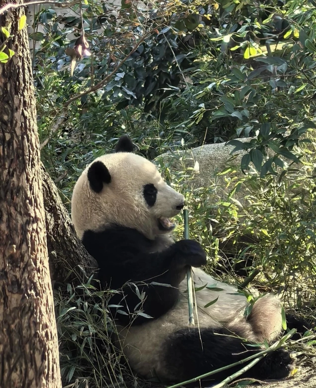 Chengdu layover tour Chengdu layover tour