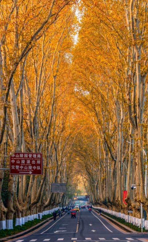 Nanjing seasonal guide Nanjing seasonal guide