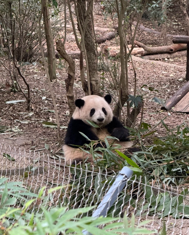 Chengdu panda base tickets Chengdu panda base tickets