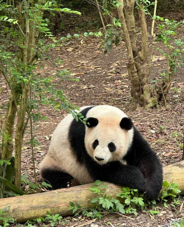 panda base reservation panda base reservation