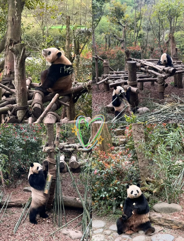 panda tour China panda tour China