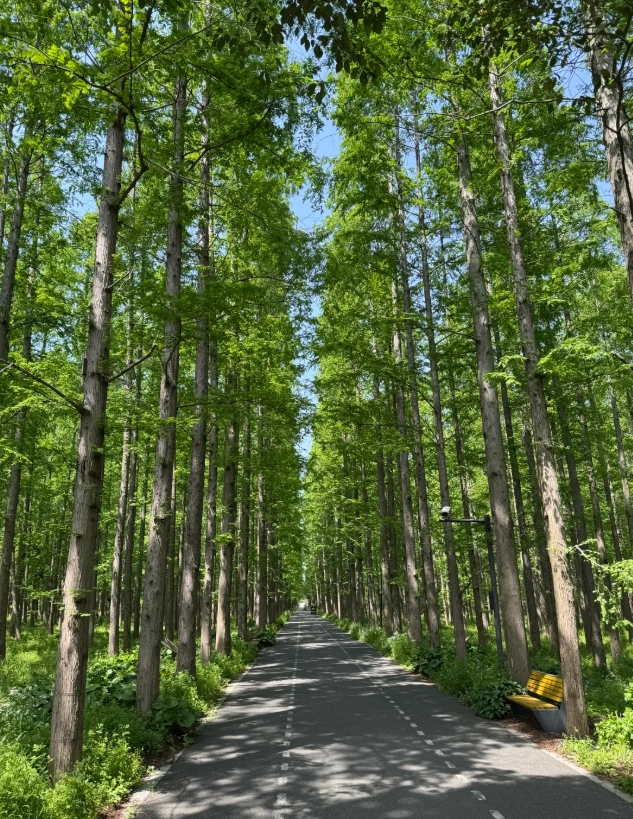 how to get to Dongping forest park