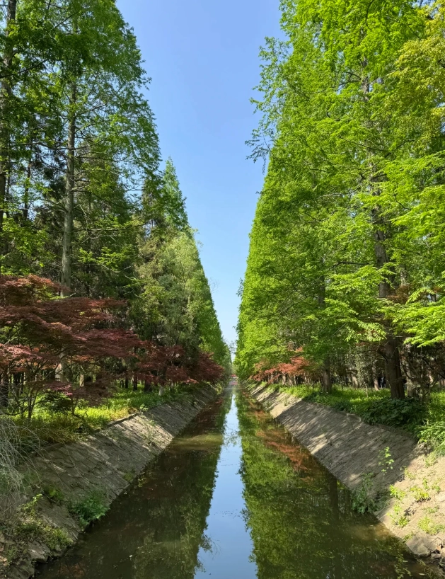 Dongping forest park tours