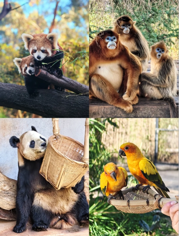 Kunming zoo Kunming zoo