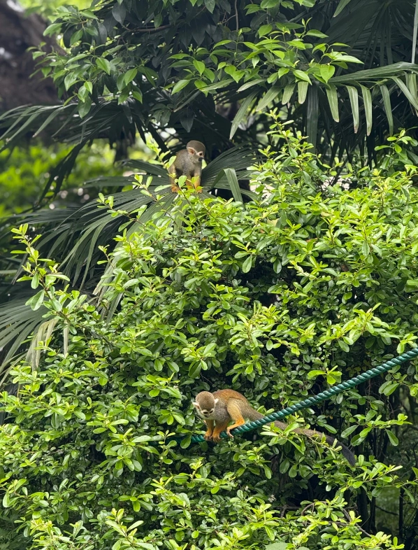 Is Shanghai Zoo worth it Is Shanghai Zoo worth it