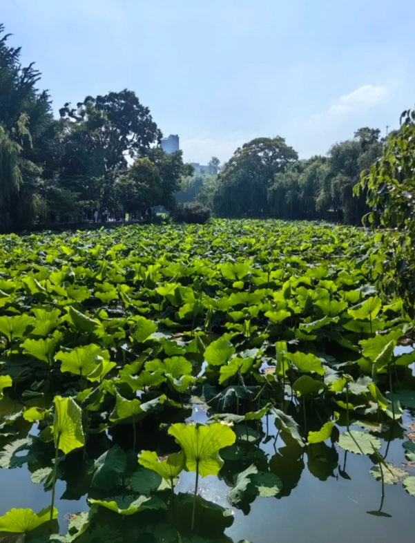 Cuihu Park Cuihu Park