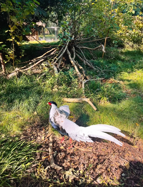 Shanghai Zoo visiting tips Shanghai Zoo visiting tips