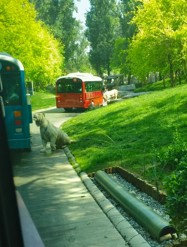 Beijing safari park Beijing safari park