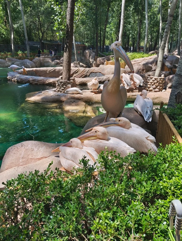 Beijing safari park
