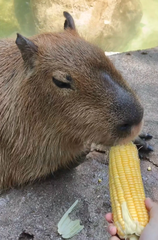 Beijing Wildlife Park Beijing Wildlife Park