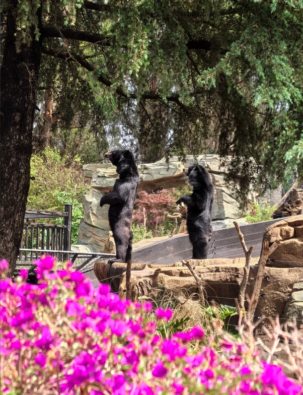 Yunnan Wildlife Park tickets Yunnan Wildlife Park tickets