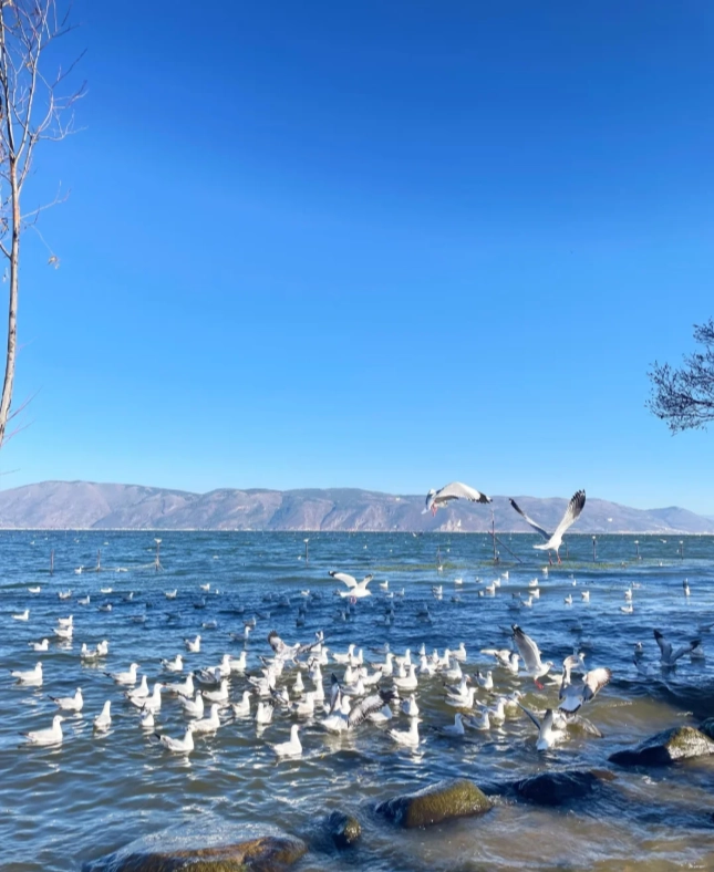 Erhai Lake boat tour Erhai Lake boat tour