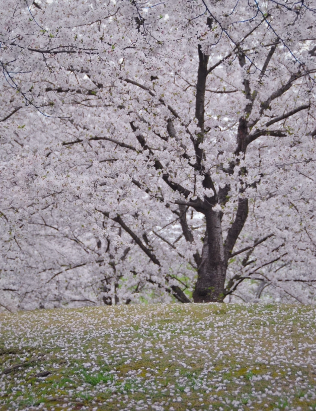 Gucun Park cherry blossoms Gucun Park cherry blossoms