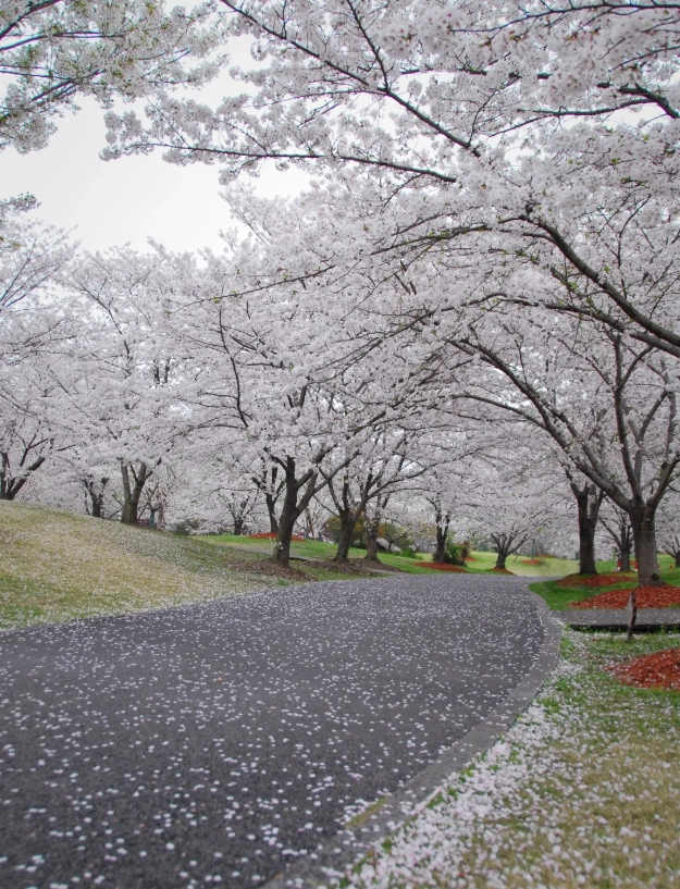 best time to see cherry blossoms in Shanghai best time to see cherry blossoms in Shanghai