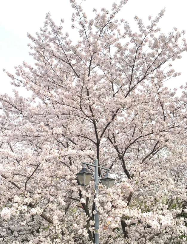 best time to see cherry blossoms in Shanghai
