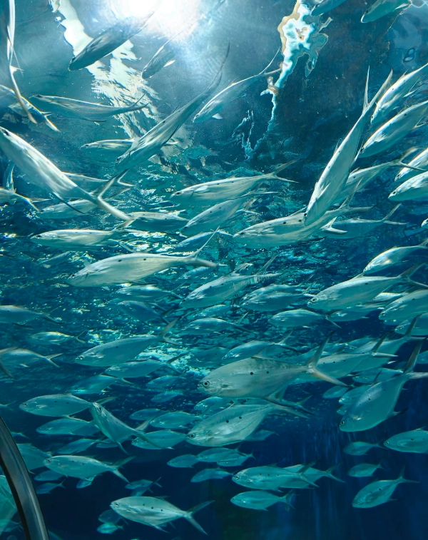 Shanghai Ocean Aquarium Ticket Price: How to Save Money and Avoid Crowds