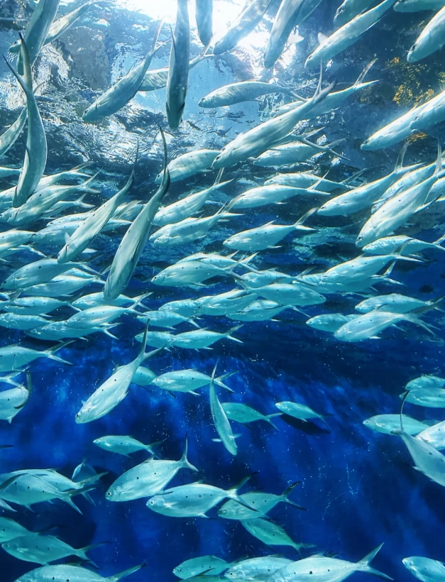 how long to visit Shanghai Ocean Park