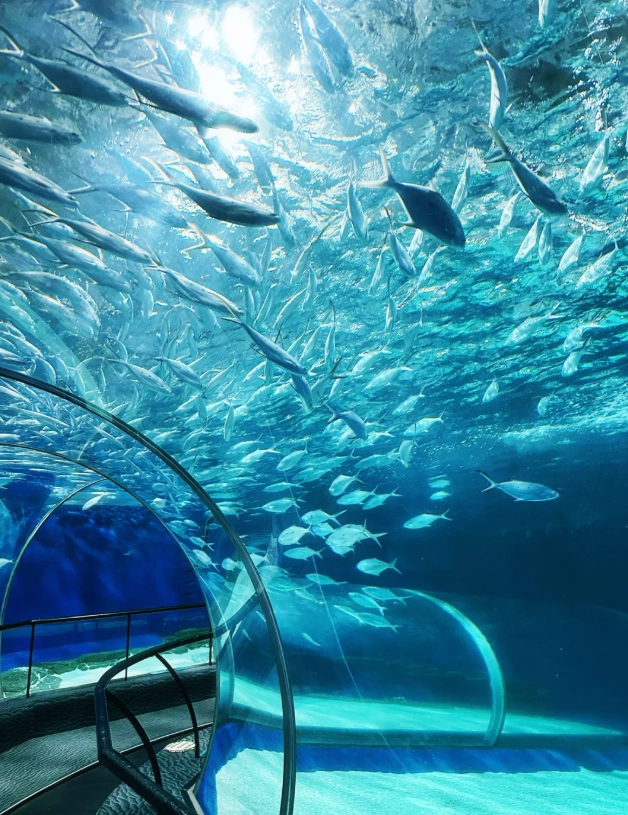 Shanghai Ocean Park Visiting Time: A Realistic Guide