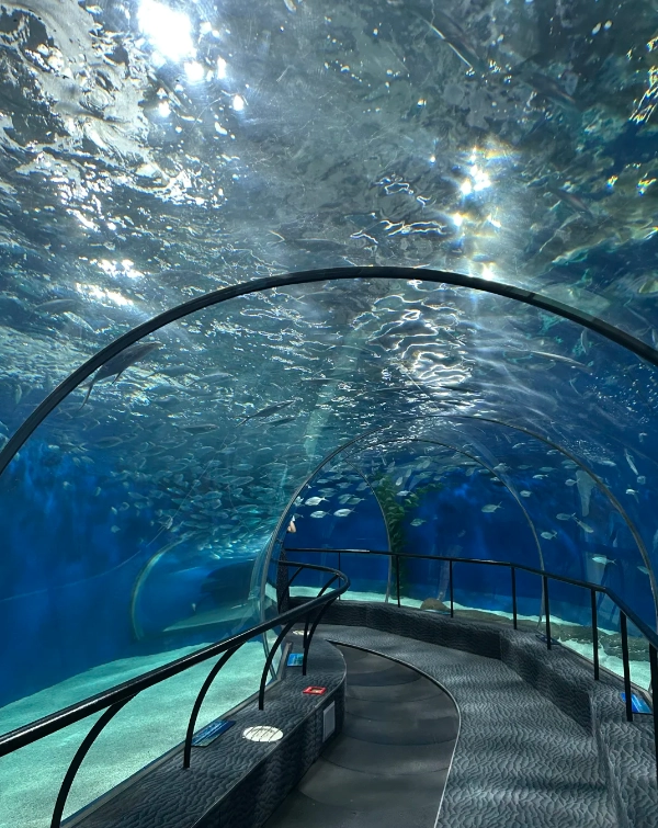 Shanghai Ocean Aquarium ticket price Shanghai Ocean Aquarium ticket price