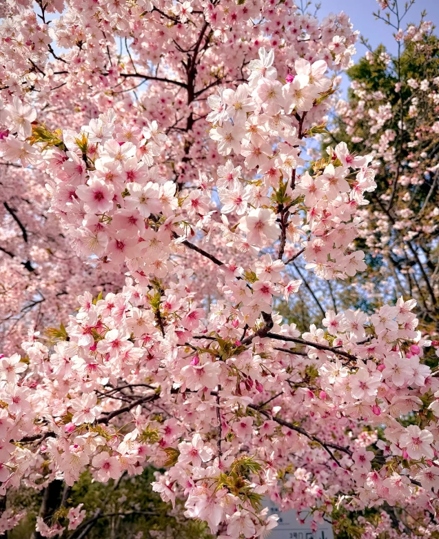 Gucun Park cherry blossoms Gucun Park cherry blossoms