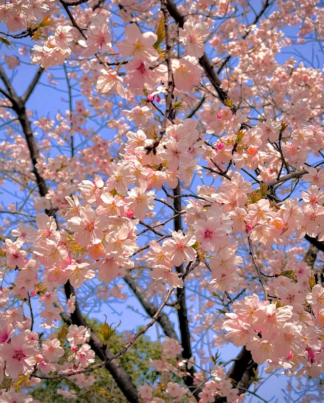 Shanghai cherry blossom festival Shanghai cherry blossom festival