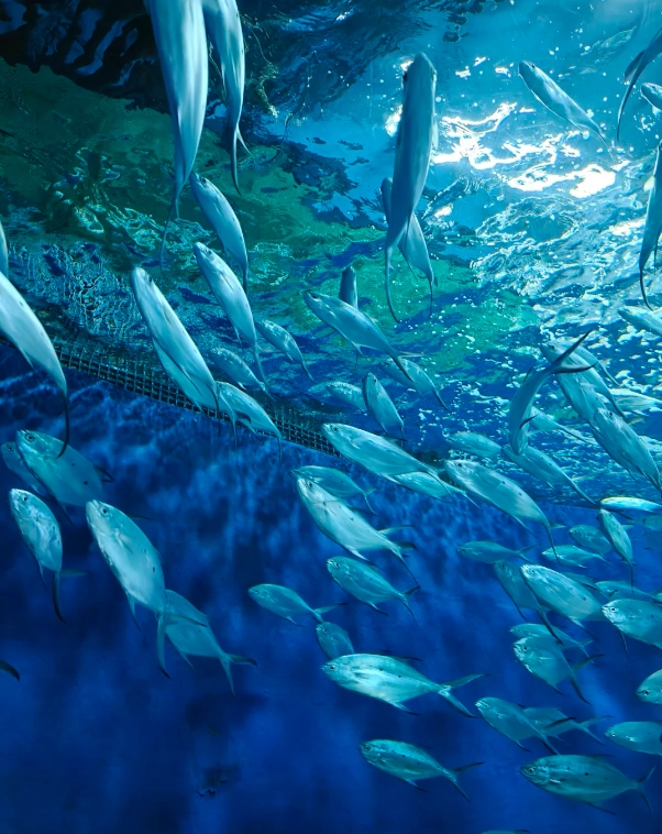 Shanghai Ocean Aquarium discount Shanghai Ocean Aquarium discount