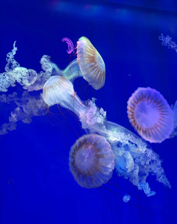 Shanghai aquarium hours Shanghai aquarium hours