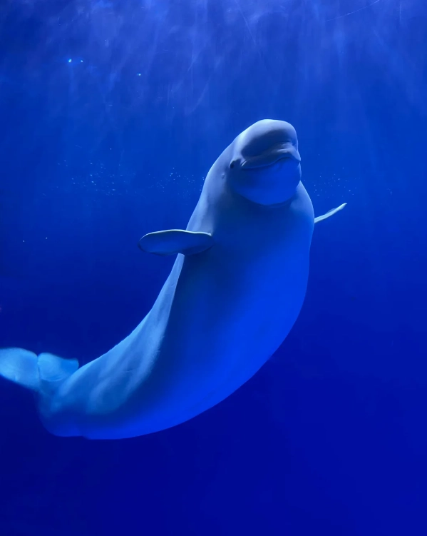 Shanghai Ocean Park visiting time