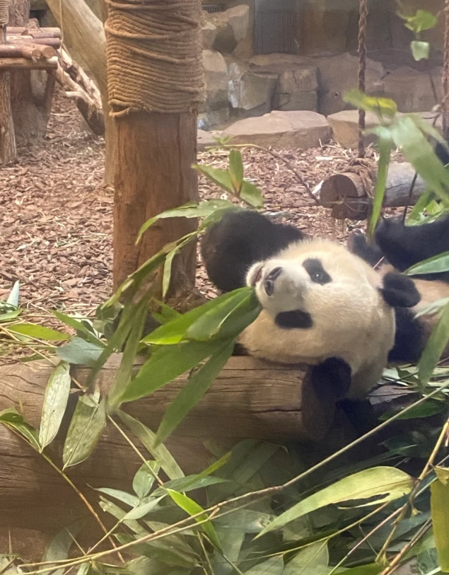 Chengdu must-see attractions