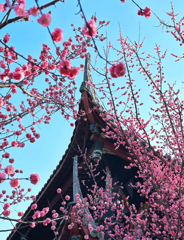 spring in Chengdu spring in Chengdu