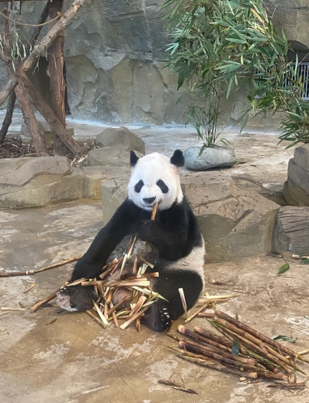 Chengdu Must-Do Routes: Insider Itineraries for First Timers