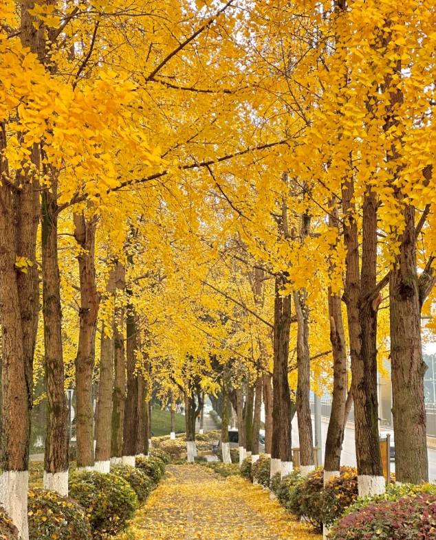 Chongqing autumn