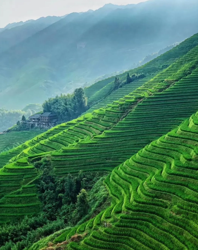Longji Rice Terraces: Best Time to Visit (Irrigation vs Harvest)