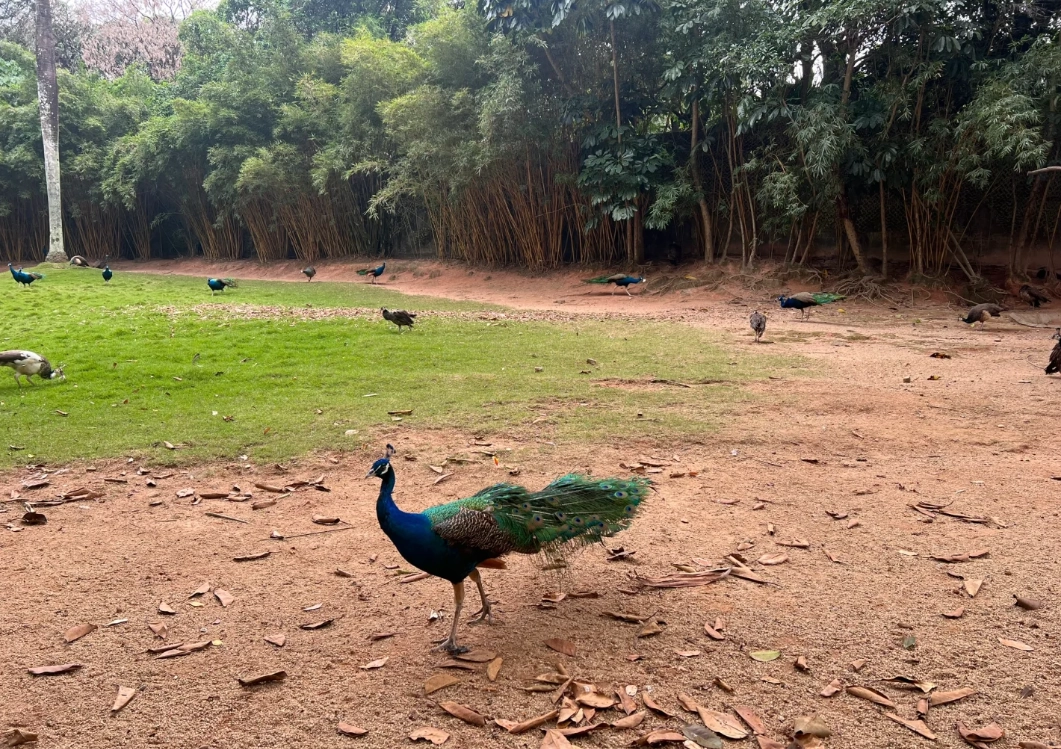 Shenzhen Safari Park tickets Shenzhen Safari Park tickets