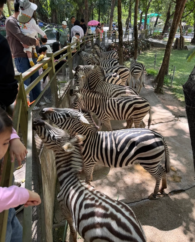 Shenzhen Safari Park with kids Shenzhen Safari Park with kids