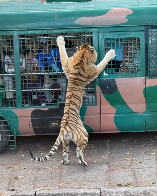 Shenzhen Safari Park how to get there Shenzhen Safari Park how to get there