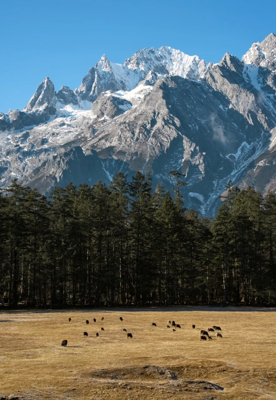 Lijiang crowd calendar Lijiang crowd calendar