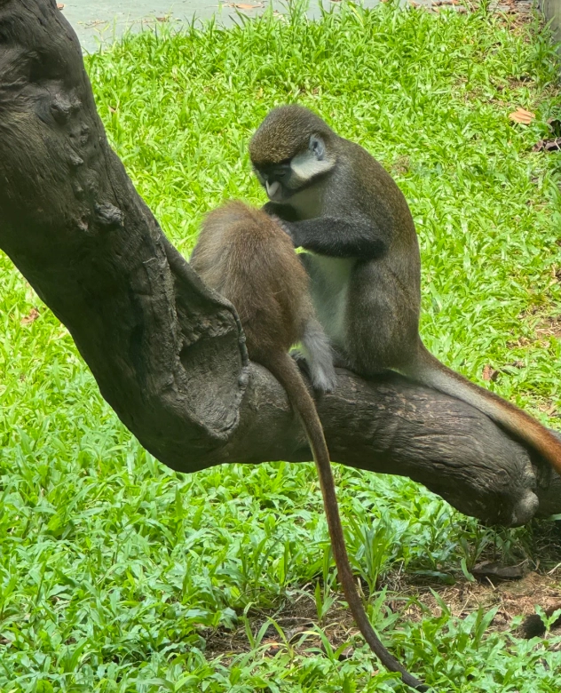 Shenzhen Safari Park with kids Shenzhen Safari Park with kids