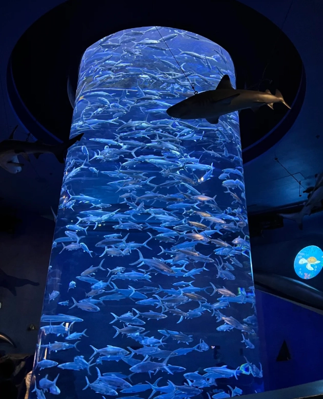 Photo of Ocean Park Hong Kong: how long is the cable car at Ocean Park