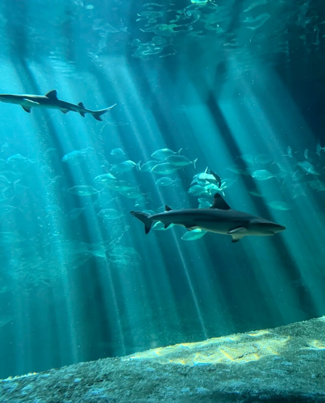 Travel photos of Hong Kong: Ocean Park ticket price 2025