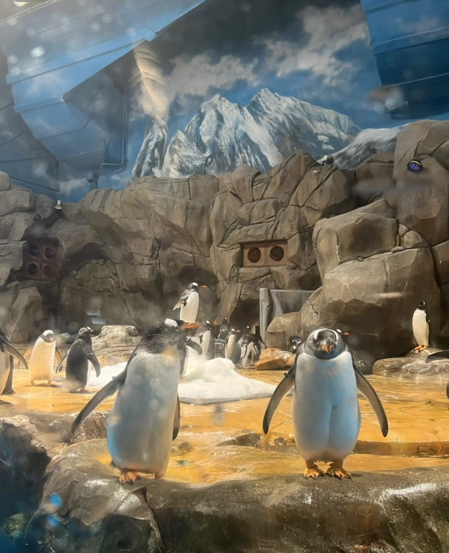 Ocean Park animals Ocean Park animals