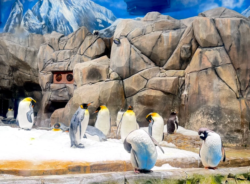 Hong Kong Ocean Park vs Disneyland Hong Kong Ocean Park vs Disneyland